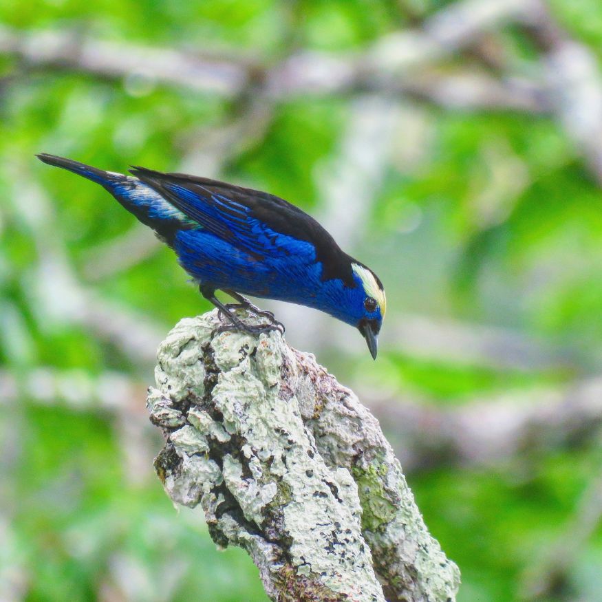 Opal-crowned Tanager